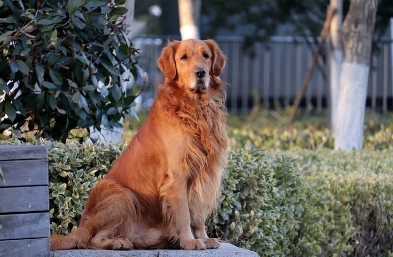 溫順的金毛犬