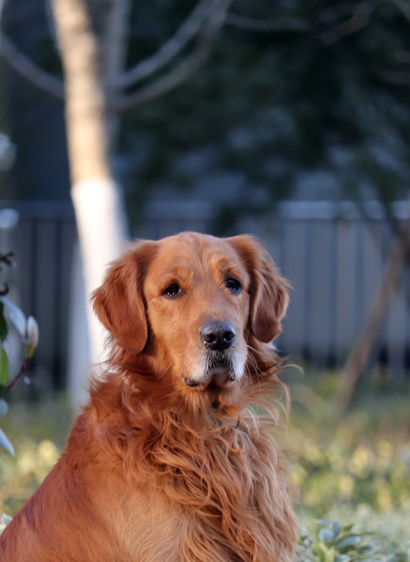温顺的金毛犬