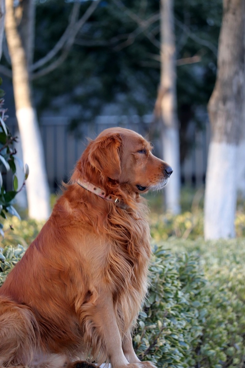 温顺的金毛犬
