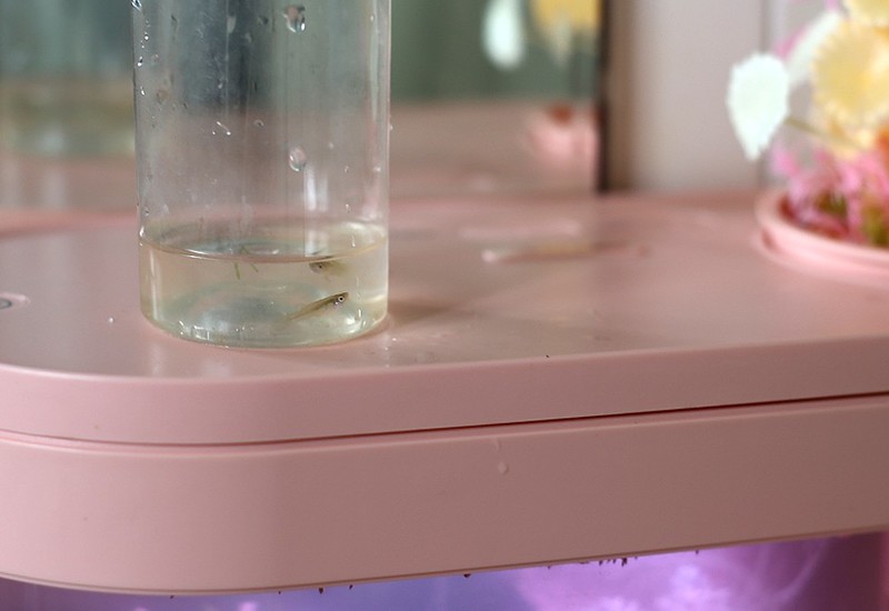 生态设计花鱼共生，画法几何两栖生态鱼缸养鱼更轻松