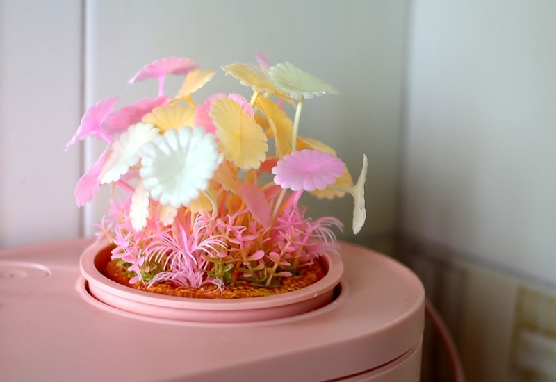 生态设计花鱼共生，画法几何两栖生态鱼缸养鱼更轻松