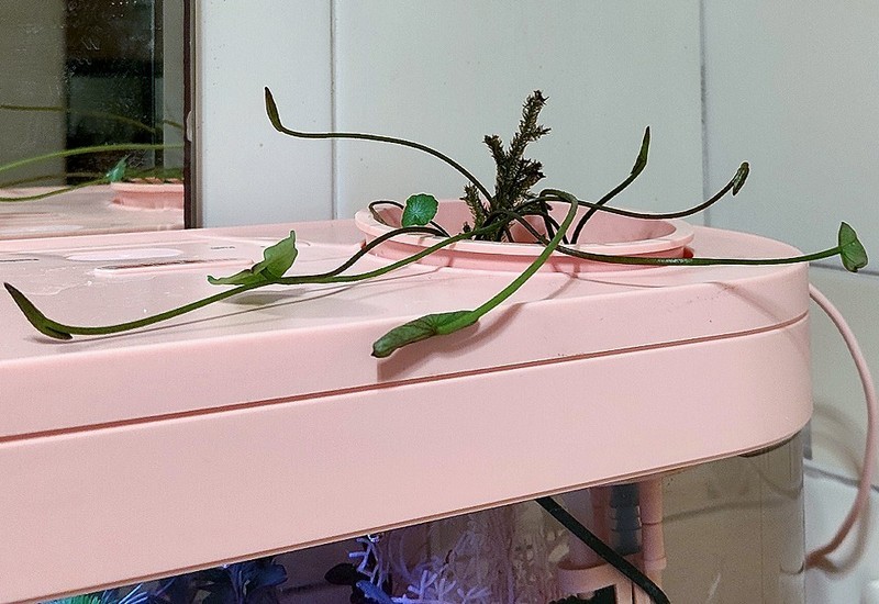 生态设计花鱼共生，画法几何两栖生态鱼缸养鱼更轻松