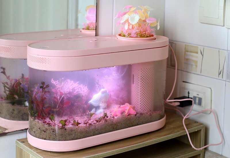 生态设计花鱼共生，画法几何两栖生态鱼缸养鱼更轻松