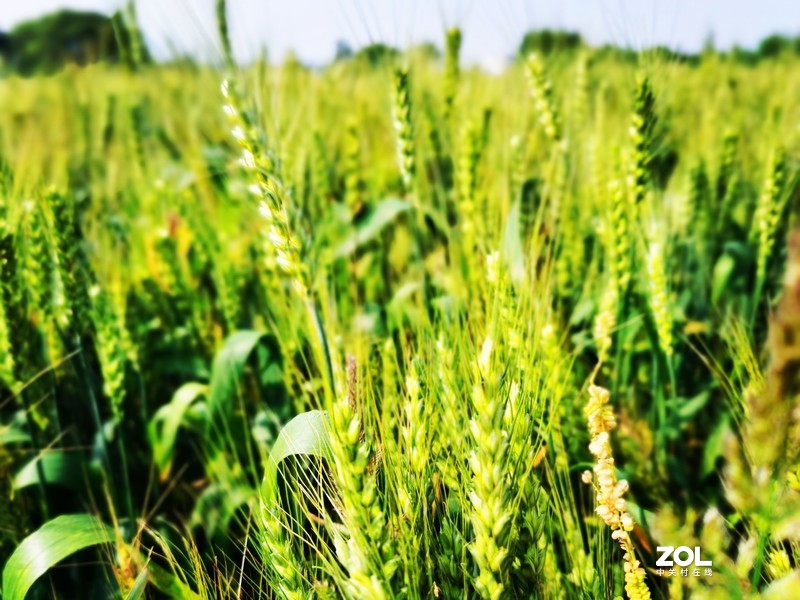 青西郊野公园一游