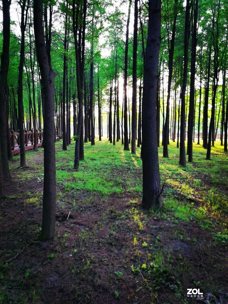 青西郊野公园一游