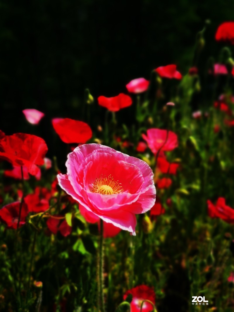 青西郊野公园一游