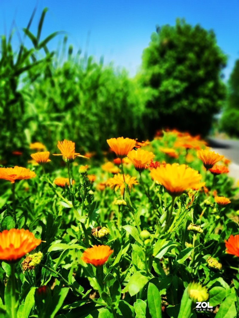 青西郊野公园一游