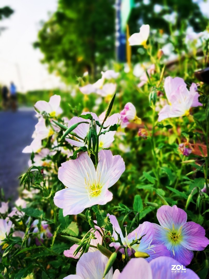 青西郊野公园一游