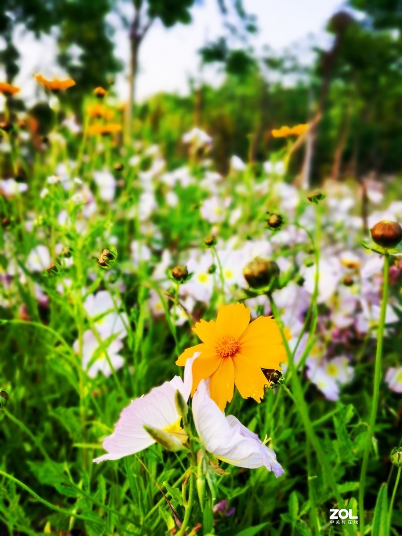 青西郊野公园一游