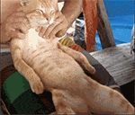 直击灵魂深处的舒爽，菠萝君BOOSTER MINI 2智能筋膜枪评测