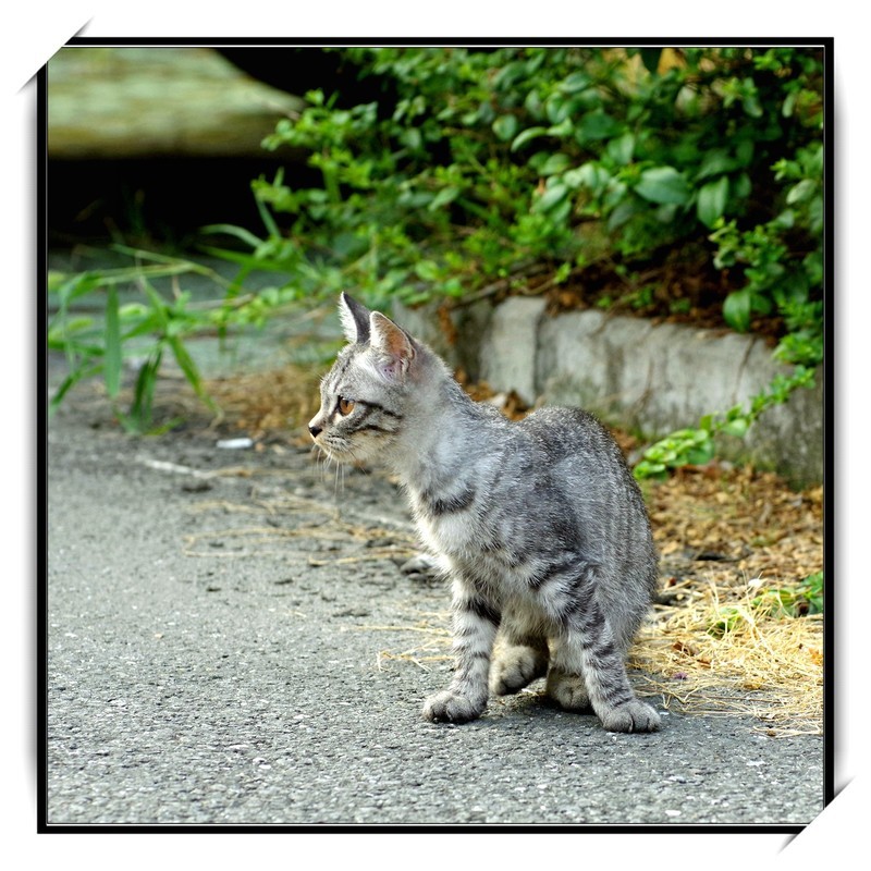 PENTAX宾得KP新手玩机大半年佛系拍拍图片合集