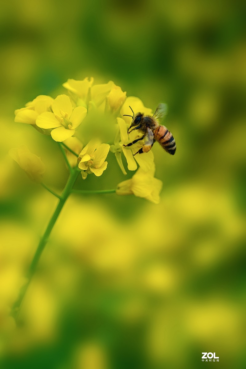 小蜜蜂采蜜-中关村在线摄影论坛