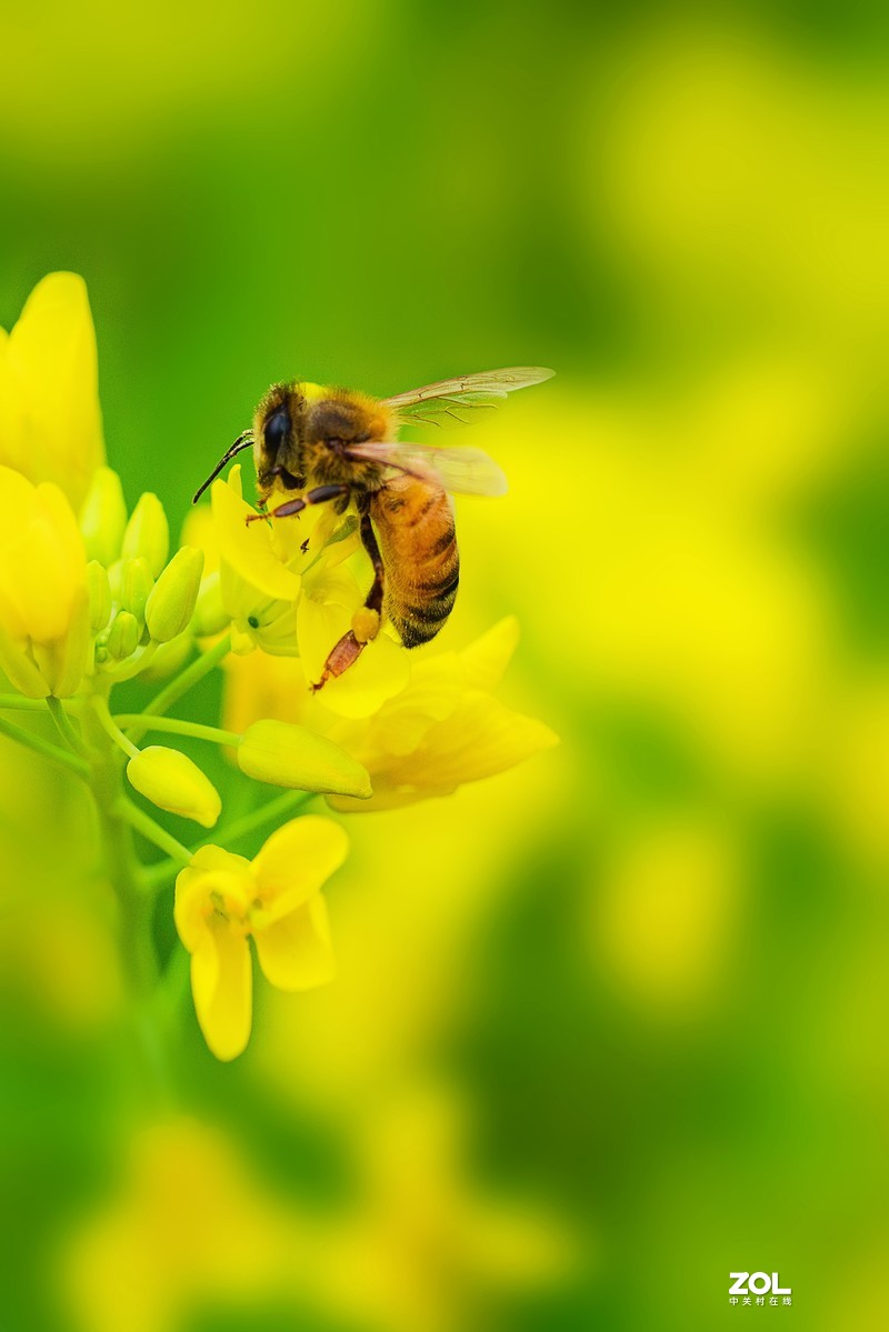 小蜜蜂采蜜-中关村在线摄影论坛