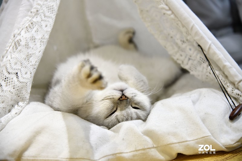 餐厅里的小猫们，总是那么可爱