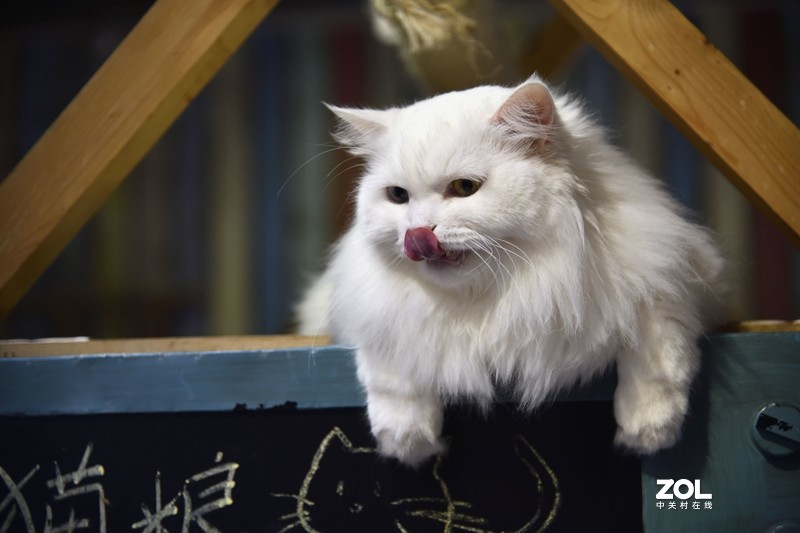 餐厅里的小猫们，总是那么可爱