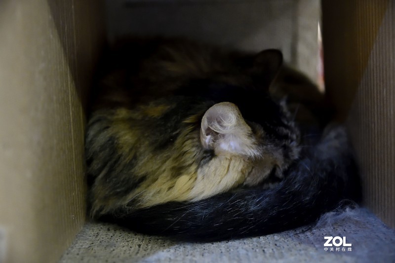 餐厅里的小猫们，总是那么可爱