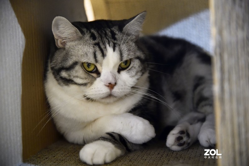 餐厅里的小猫们，总是那么可爱