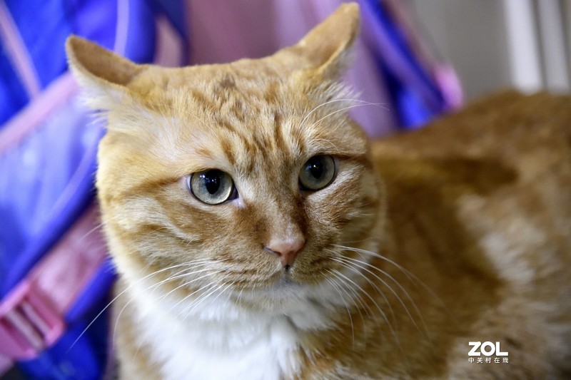 餐厅里的小猫们，总是那么可爱