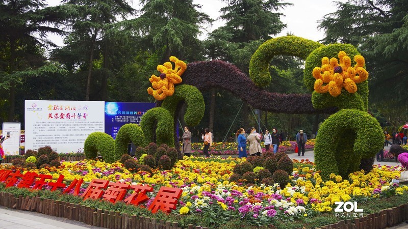 成都人民公园菊展随拍