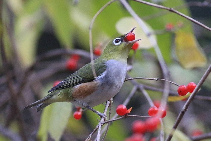 紅脅繡眼鳥