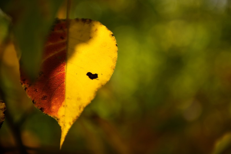 叶知秋-昌平北山上层林尽染