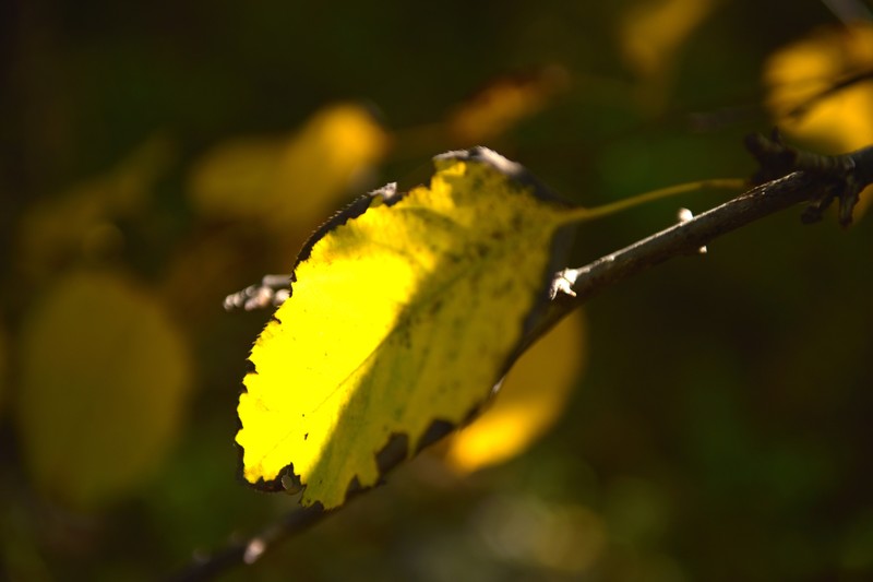 叶知秋-昌平北山上层林尽染