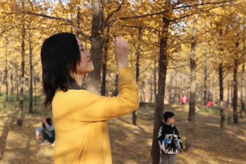 深秋银杏林人像