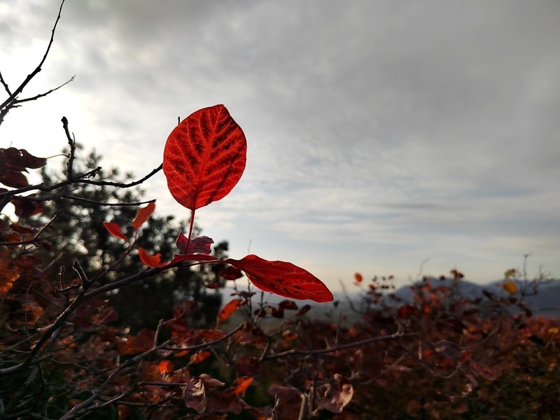 叶知秋-昌平北山上层林尽染