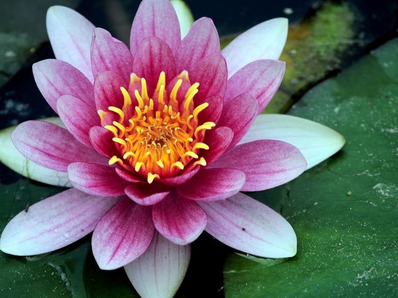 睡莲