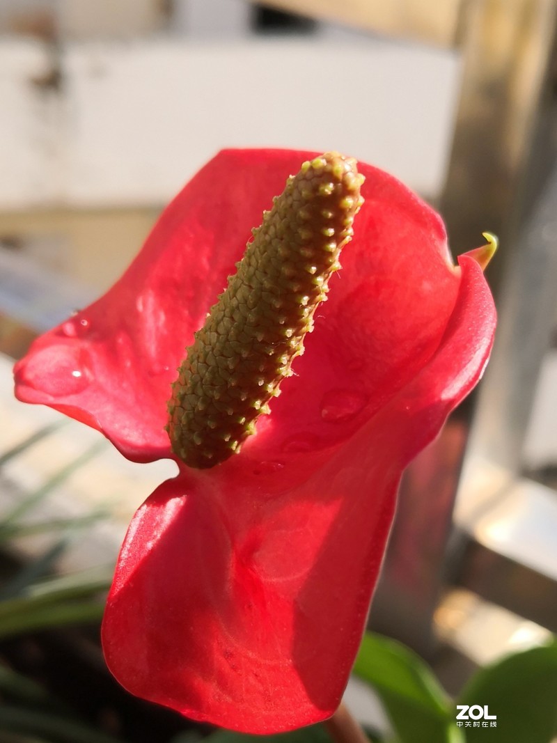 花卉（1760）