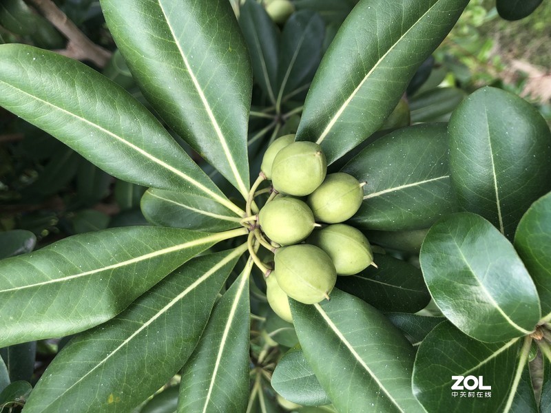 新入手iPhone 8plus 分享几张照片！