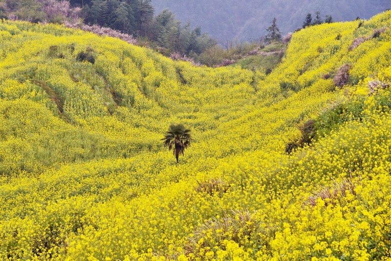 安徽黄山有座“延迟”村，古朴原生态，背后还有故事