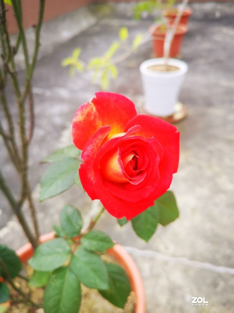 对红色花朵，mate20pro还是很难驾驭！