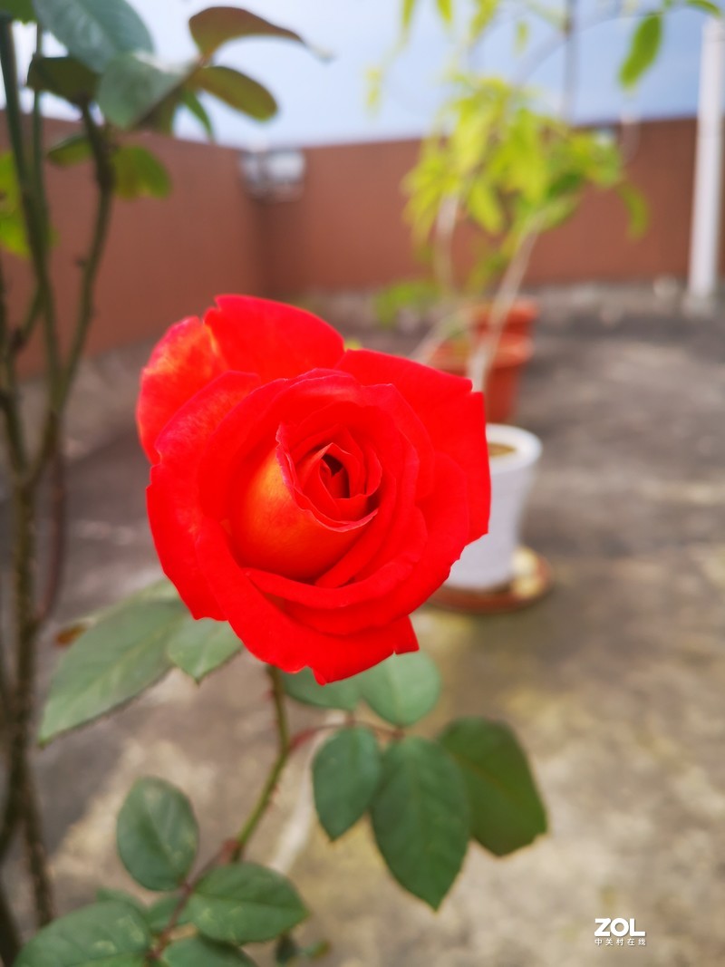 对红色花朵，mate20pro还是很难驾驭！