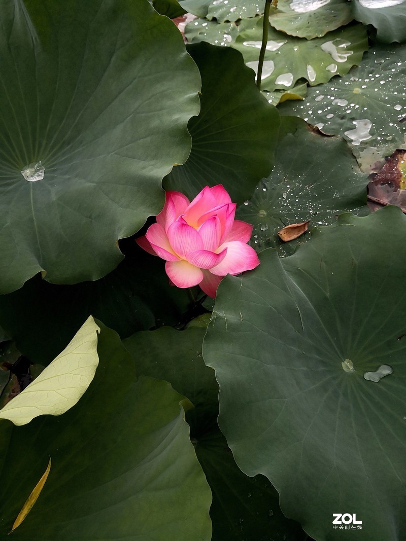 花卉（1791）