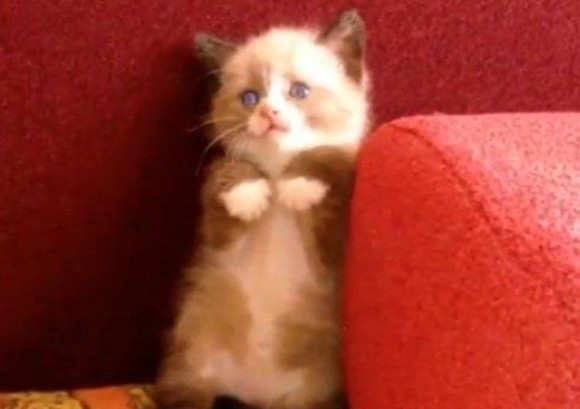 为什么坊间会流传“穿金戴银”不如用戴森？