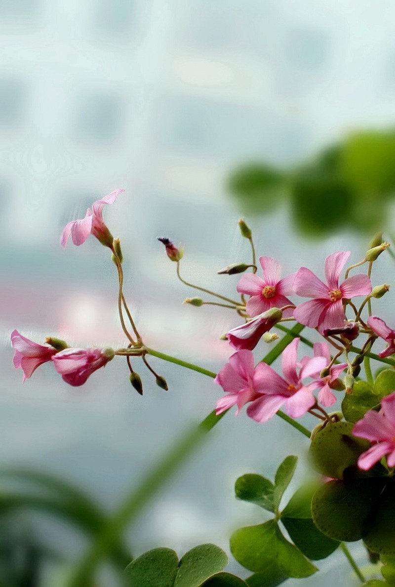 醡浆草