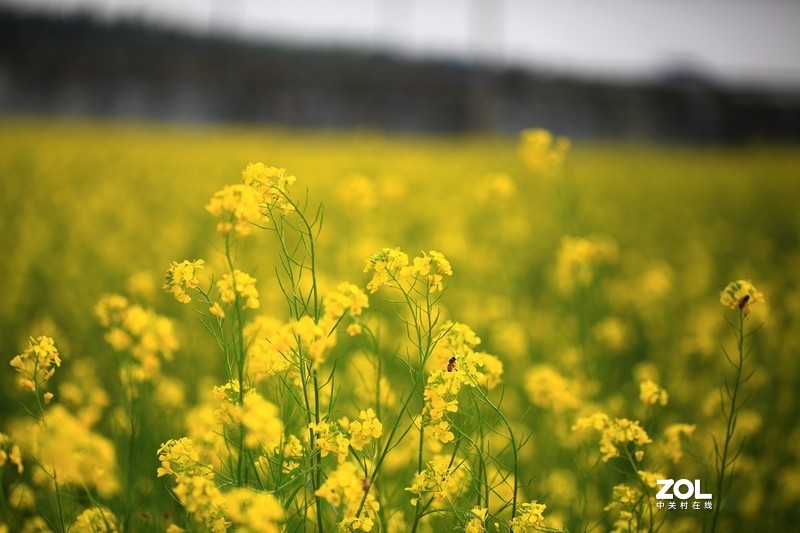 油菜花海