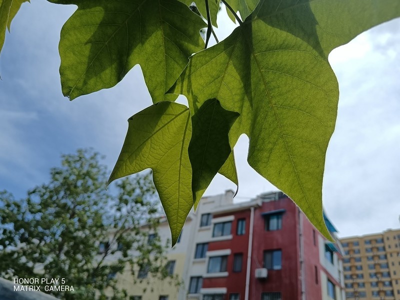 极致手感，66W快充，同价位无敌手，荣耀Play5测评