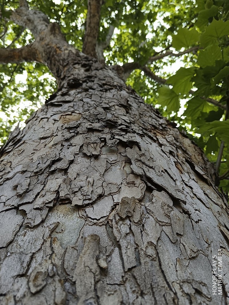 极致手感，66W快充，同价位无敌手，荣耀Play5测评