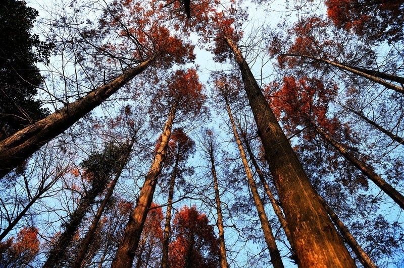 杭州西湖冬天依旧美。