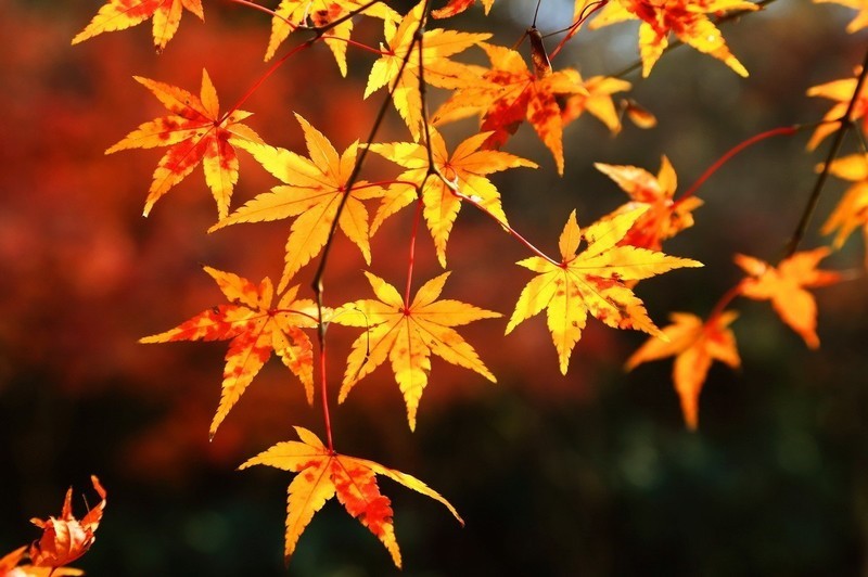 杭州西湖冬天依旧美。