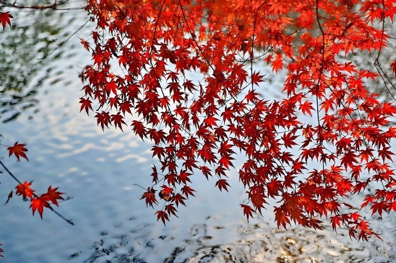 杭州西湖冬天依旧美。