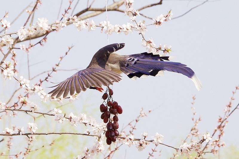 奥森红嘴蓝喜鹊