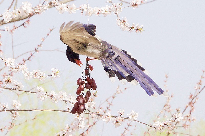 奥森红嘴蓝喜鹊