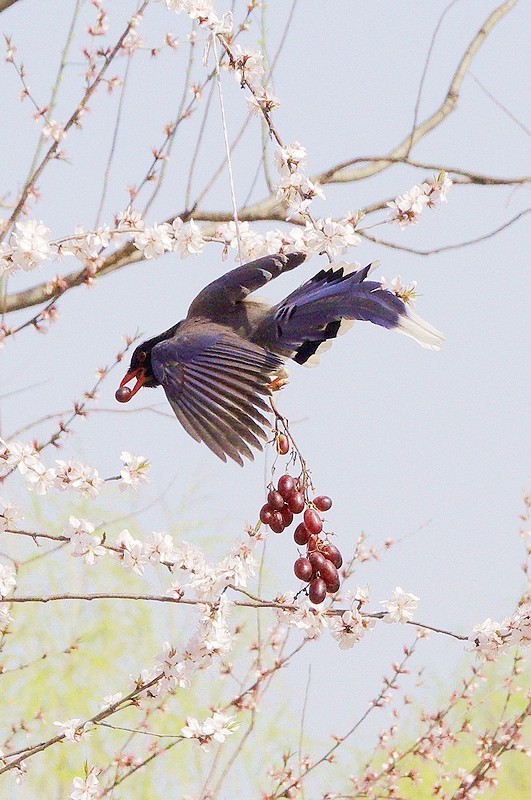 奥森红嘴蓝喜鹊