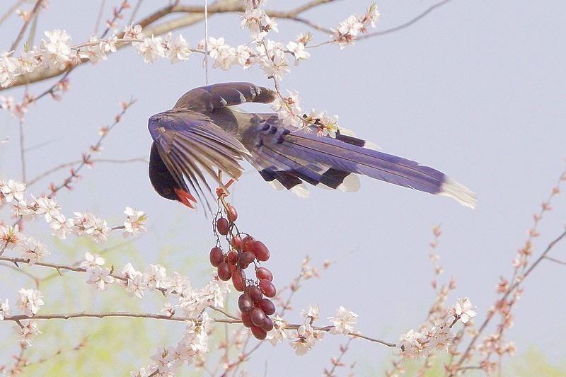 奥森红嘴蓝喜鹊