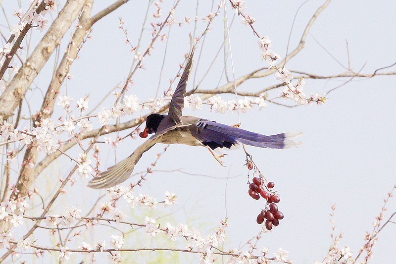奥森红嘴蓝喜鹊