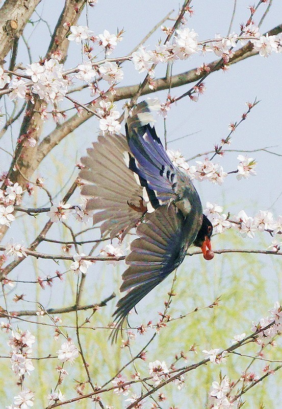 奥森红嘴蓝喜鹊