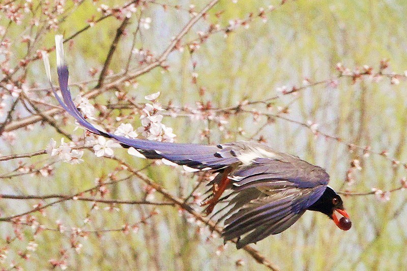 奥森红嘴蓝喜鹊